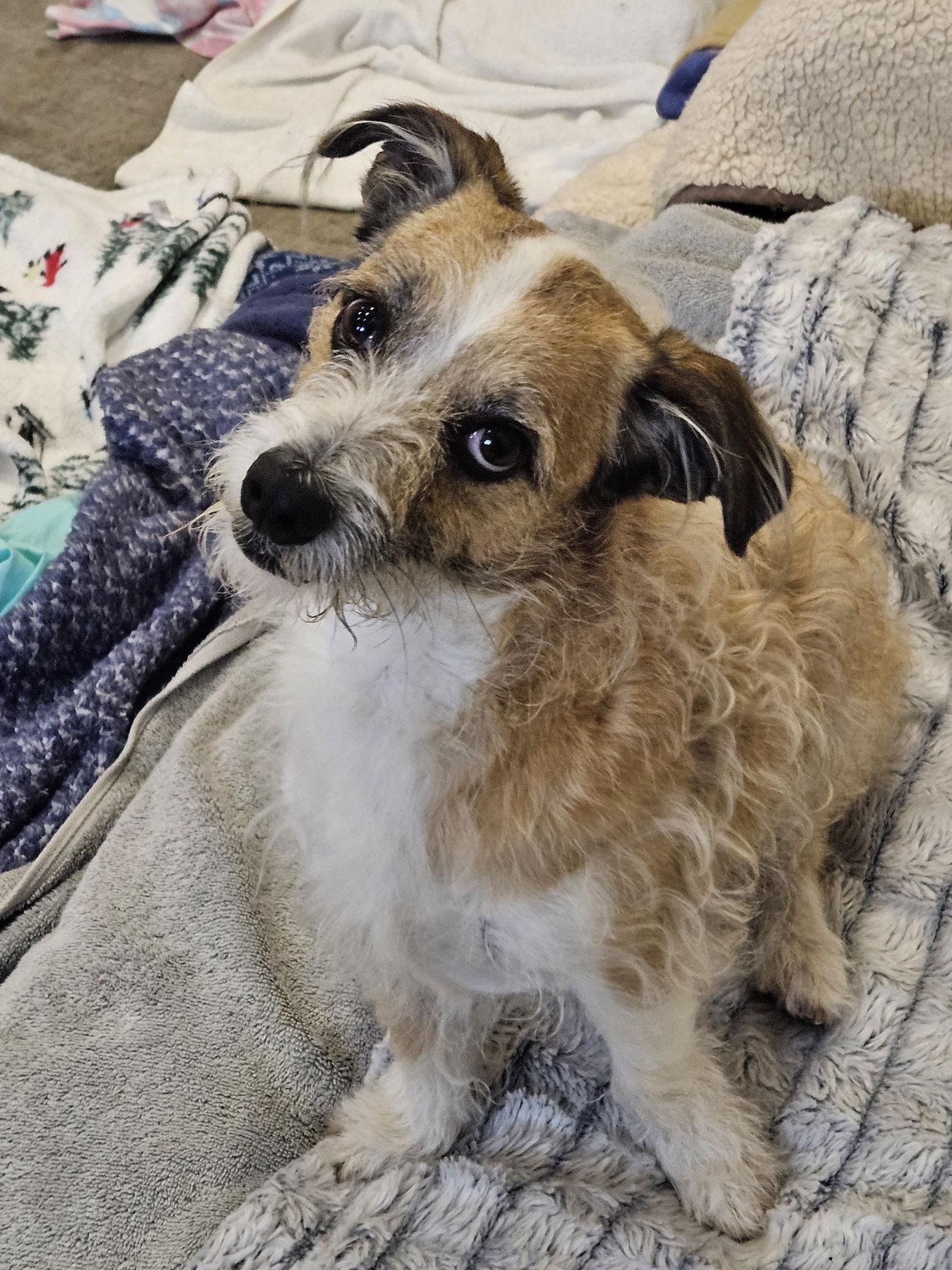 Enlarge BO, a Adoptable mixed breed in Agoura Hills, CA image 2/3