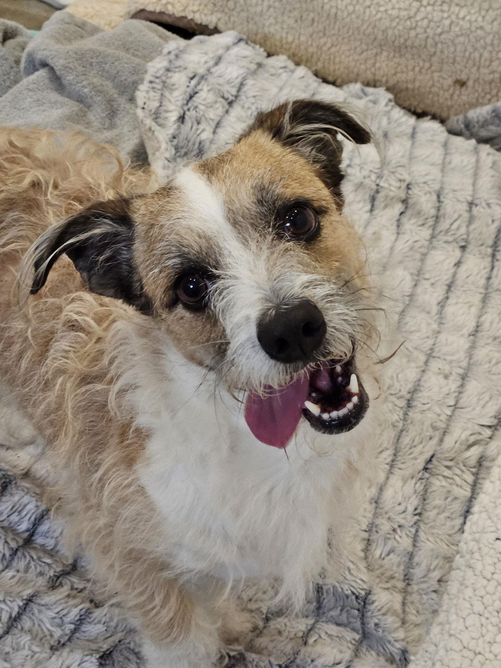 Enlarge BO, a Adoptable mixed breed in Agoura Hills, CA image 3/3