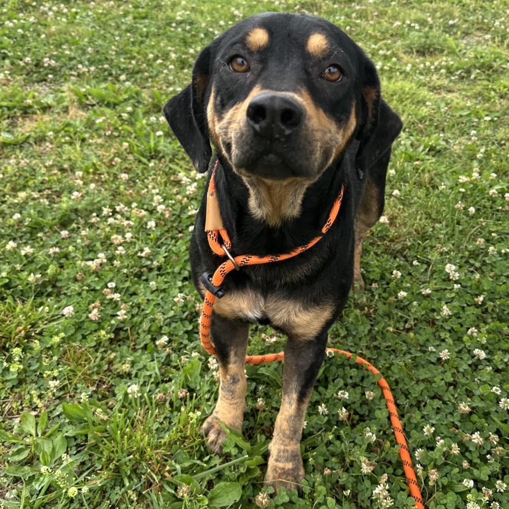 Enlarge Faline, a ADOPTABLE Mixed Breed in Cape Girardeau, MO image 2/3
