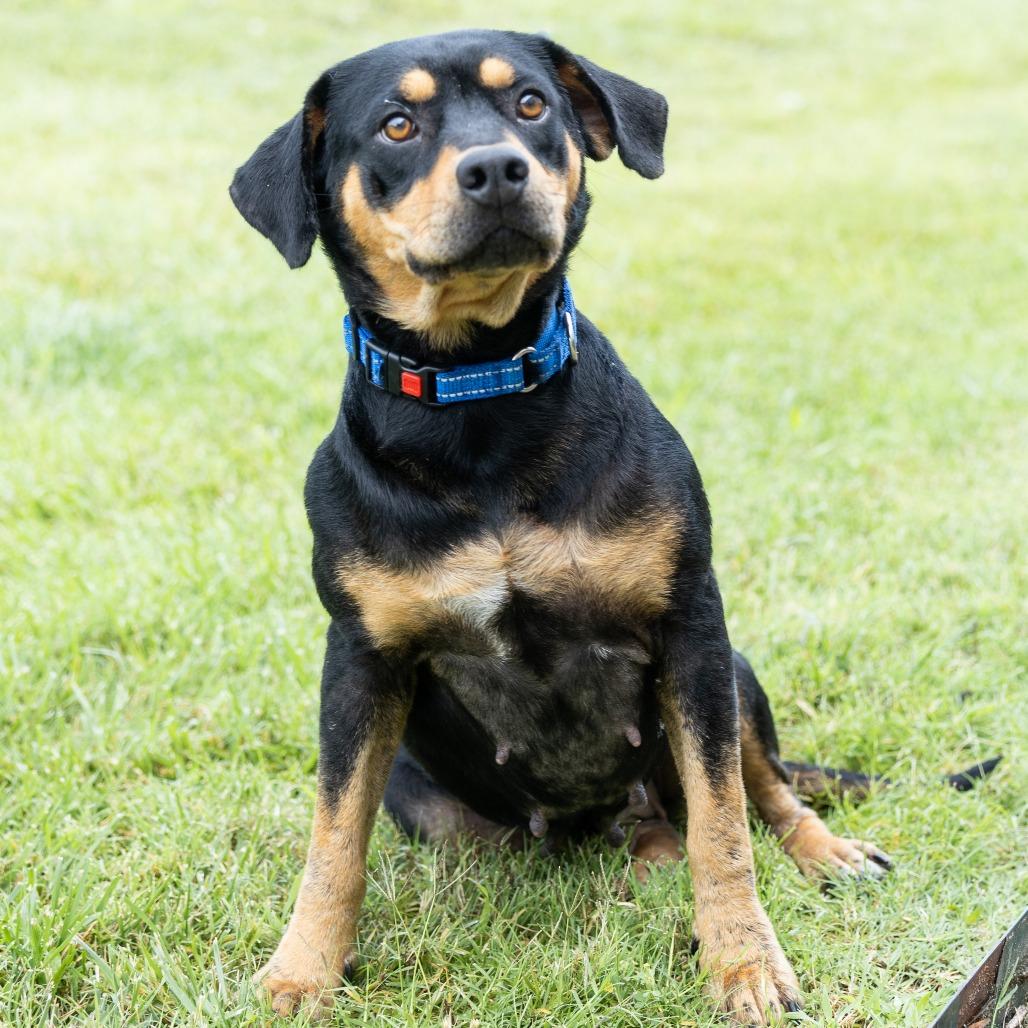 Enlarge Faline, a ADOPTABLE Mixed Breed in Cape Girardeau, MO image 3/3