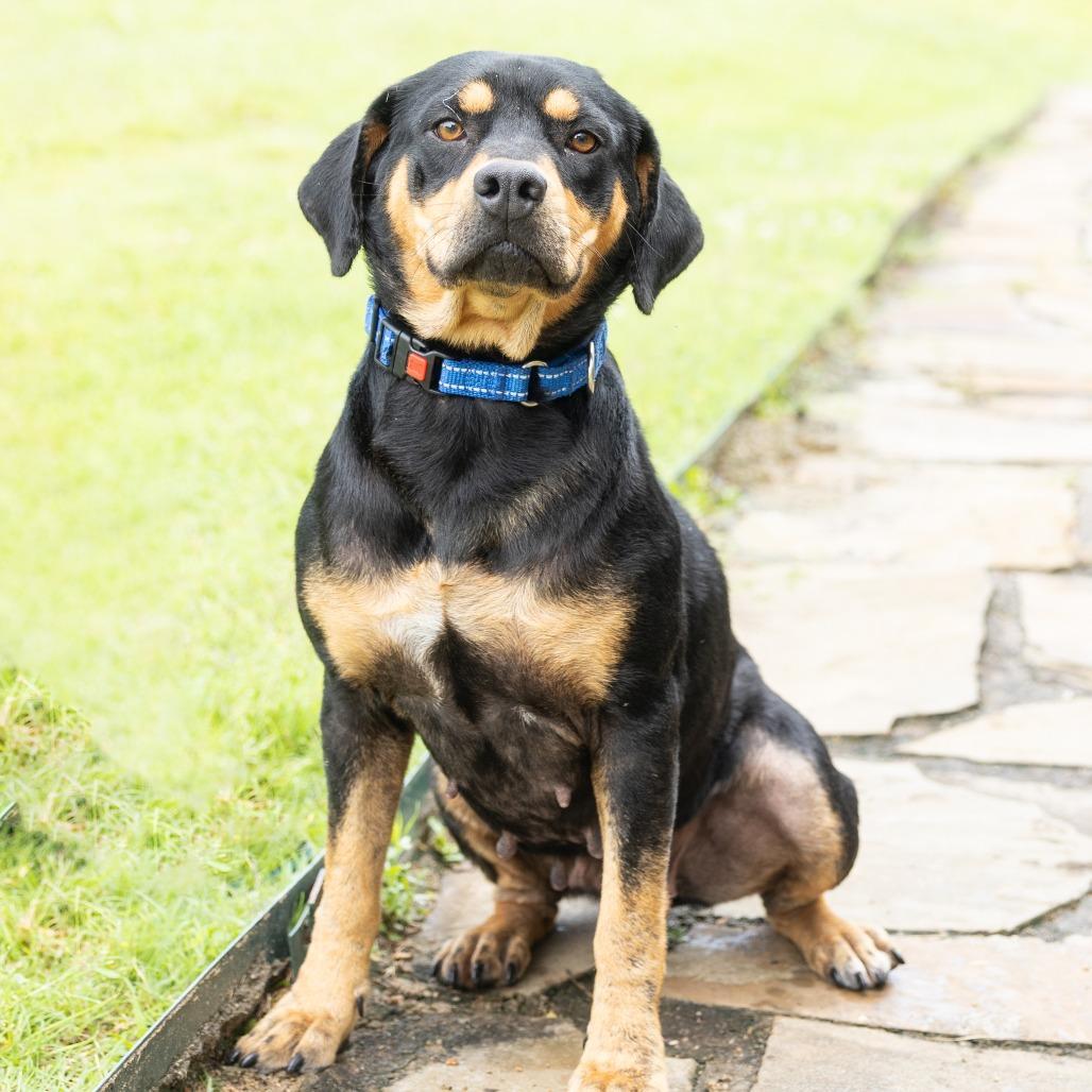 Enlarge Faline, a ADOPTABLE Mixed Breed in Cape Girardeau, MO image 1/3