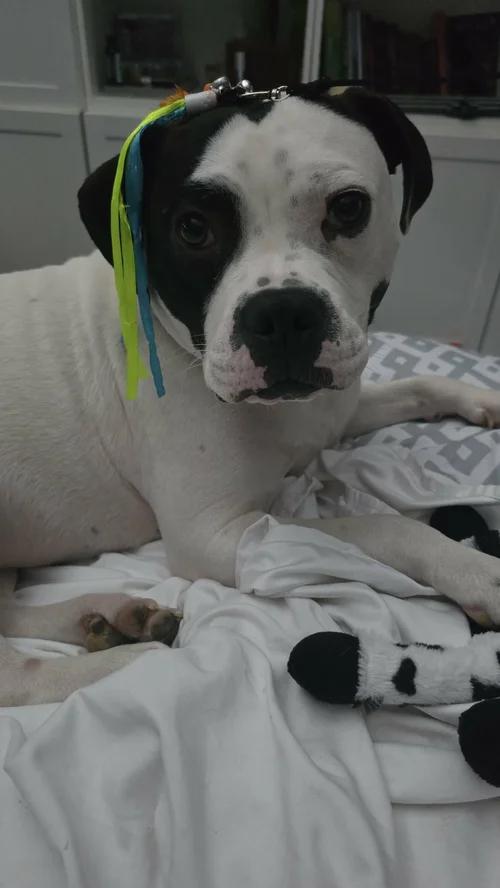 Enlarge Hobo, an adopted mixed breed in Minneapolis, MN image 1/6