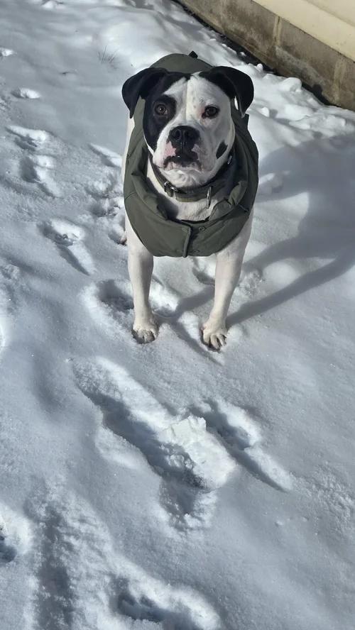 Enlarge Hobo, an adopted mixed breed in Minneapolis, MN image 2/6