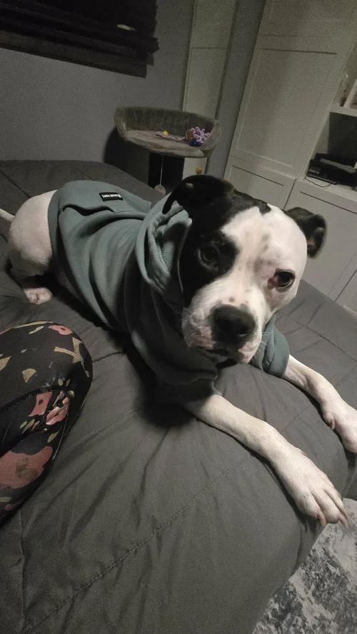 Enlarge Hobo, an adopted mixed breed in Minneapolis, MN image 3/6