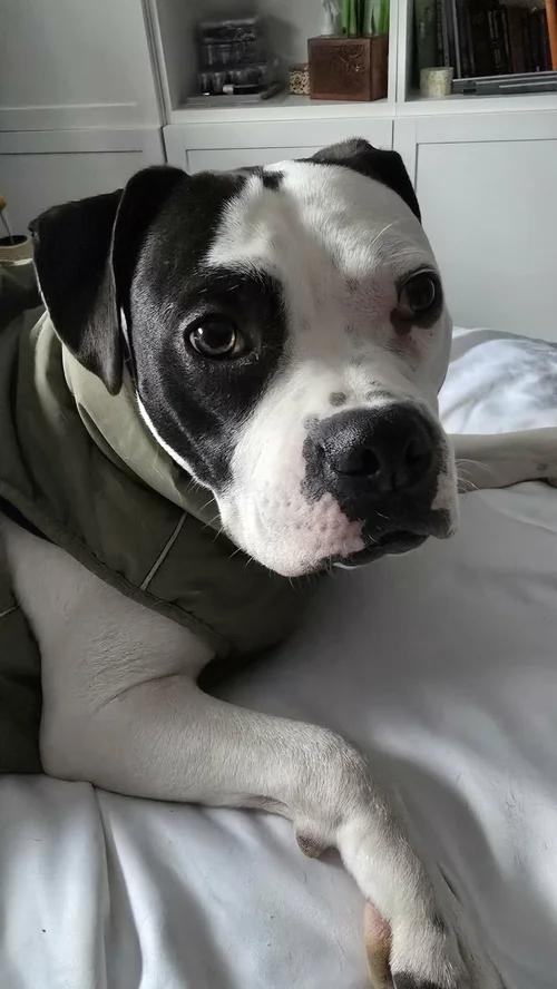 Enlarge Hobo, an adopted mixed breed in Minneapolis, MN image 4/6