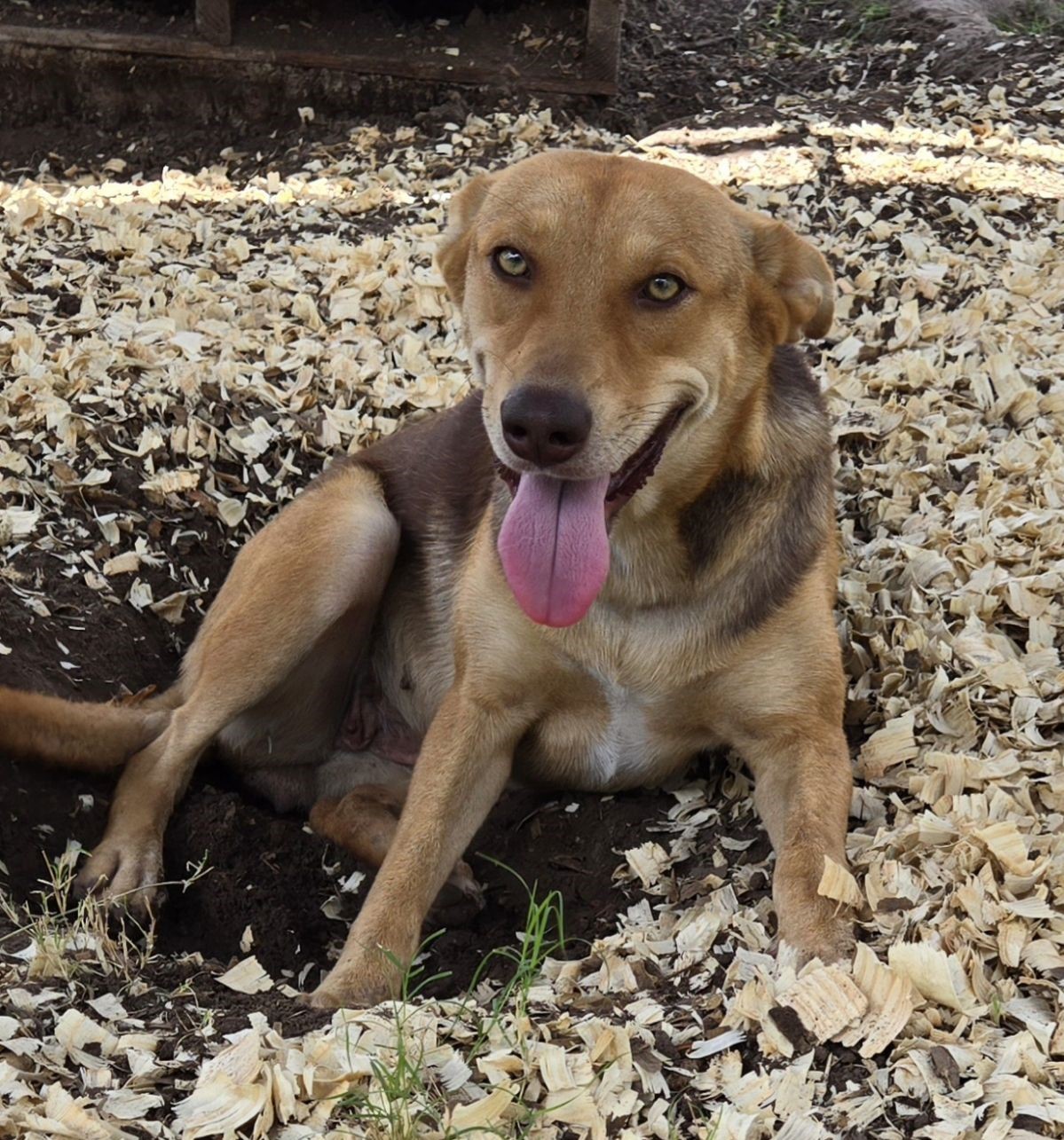 Enlarge Bella, a Adopted mixed breed in Seguin, TX image 1/2