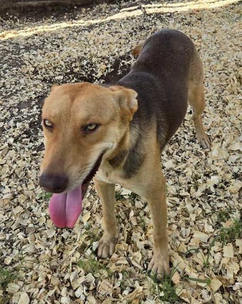 Enlarge Bella, a Adopted mixed breed in Seguin, TX image 2/2