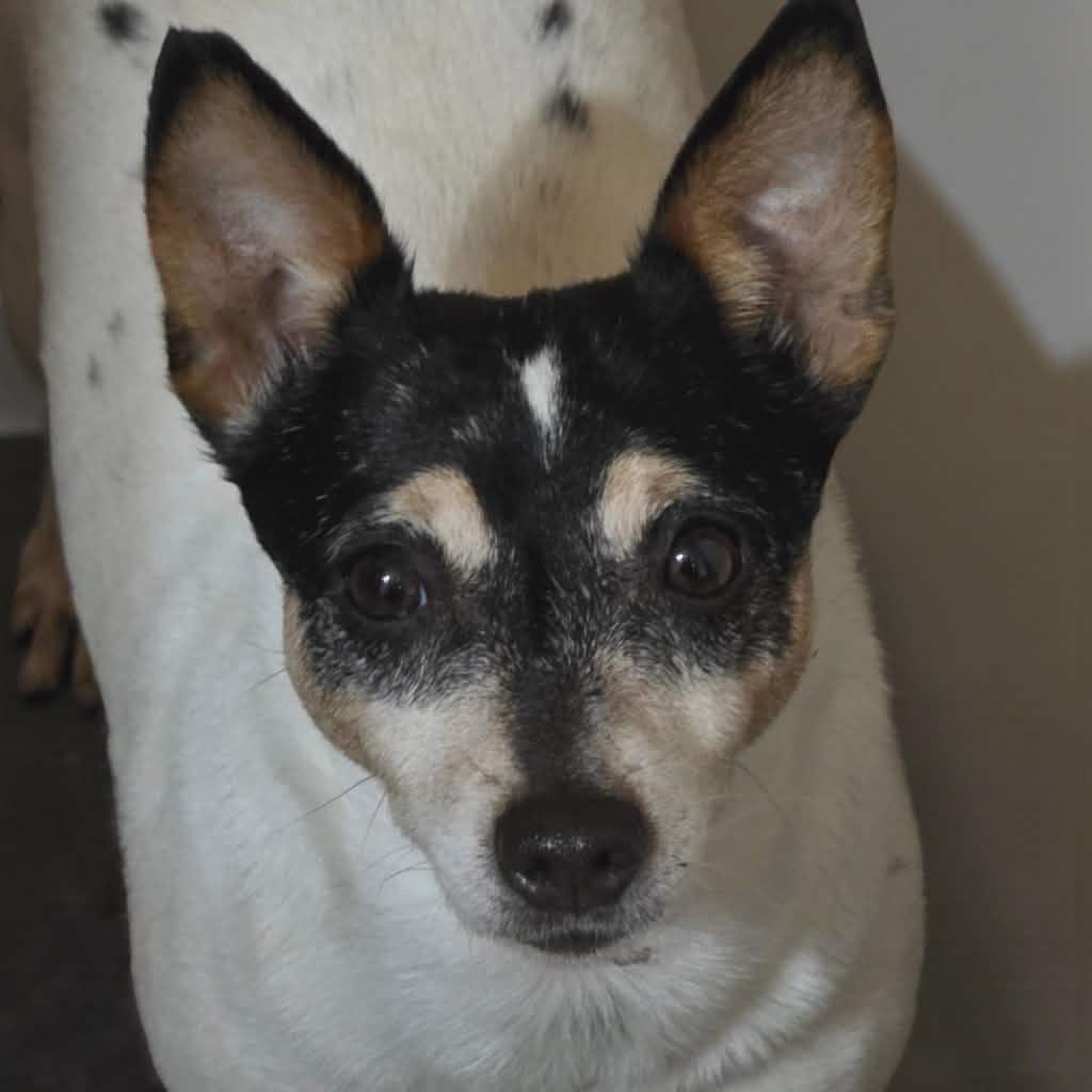 Maribelle, ADOPTABLE, Adult Female Toy Fox Terrier.