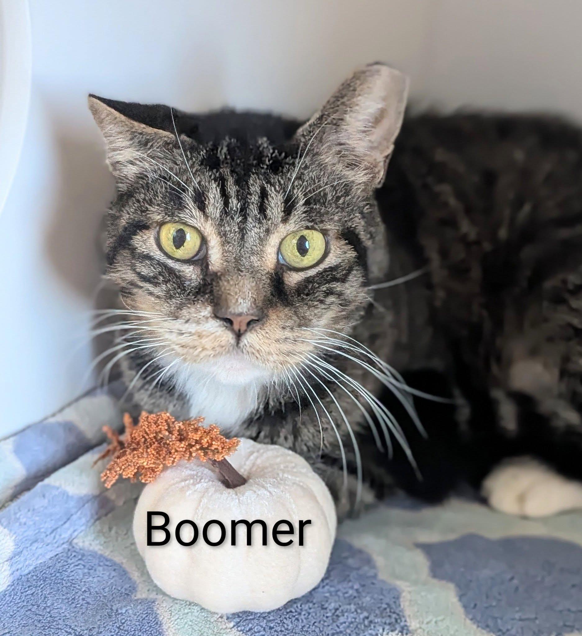 Boomer, Adopted, Adult Male Domestic Short Hair.