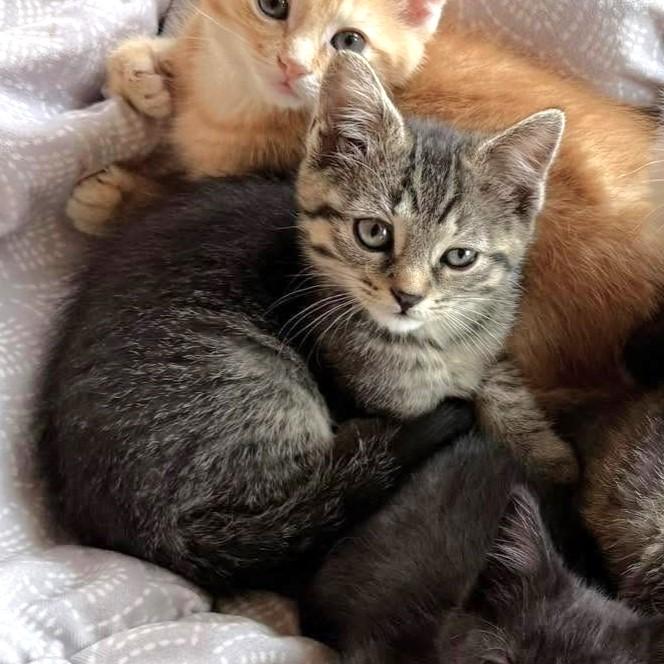 Enlarge Penny, an adopted mixed breed in Lombard, IL image 4/5