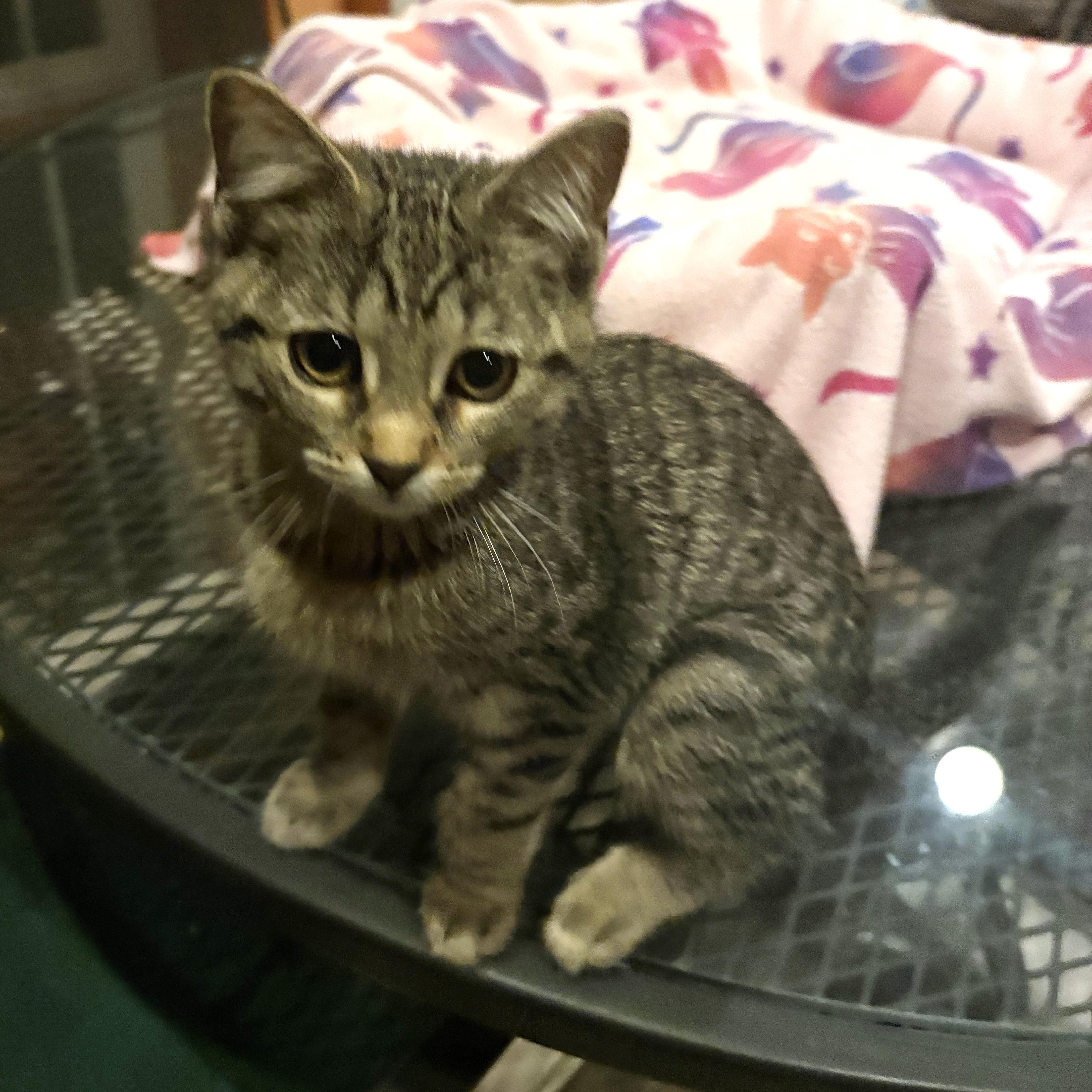 Enlarge Penny, an adopted mixed breed in Lombard, IL image 1/5