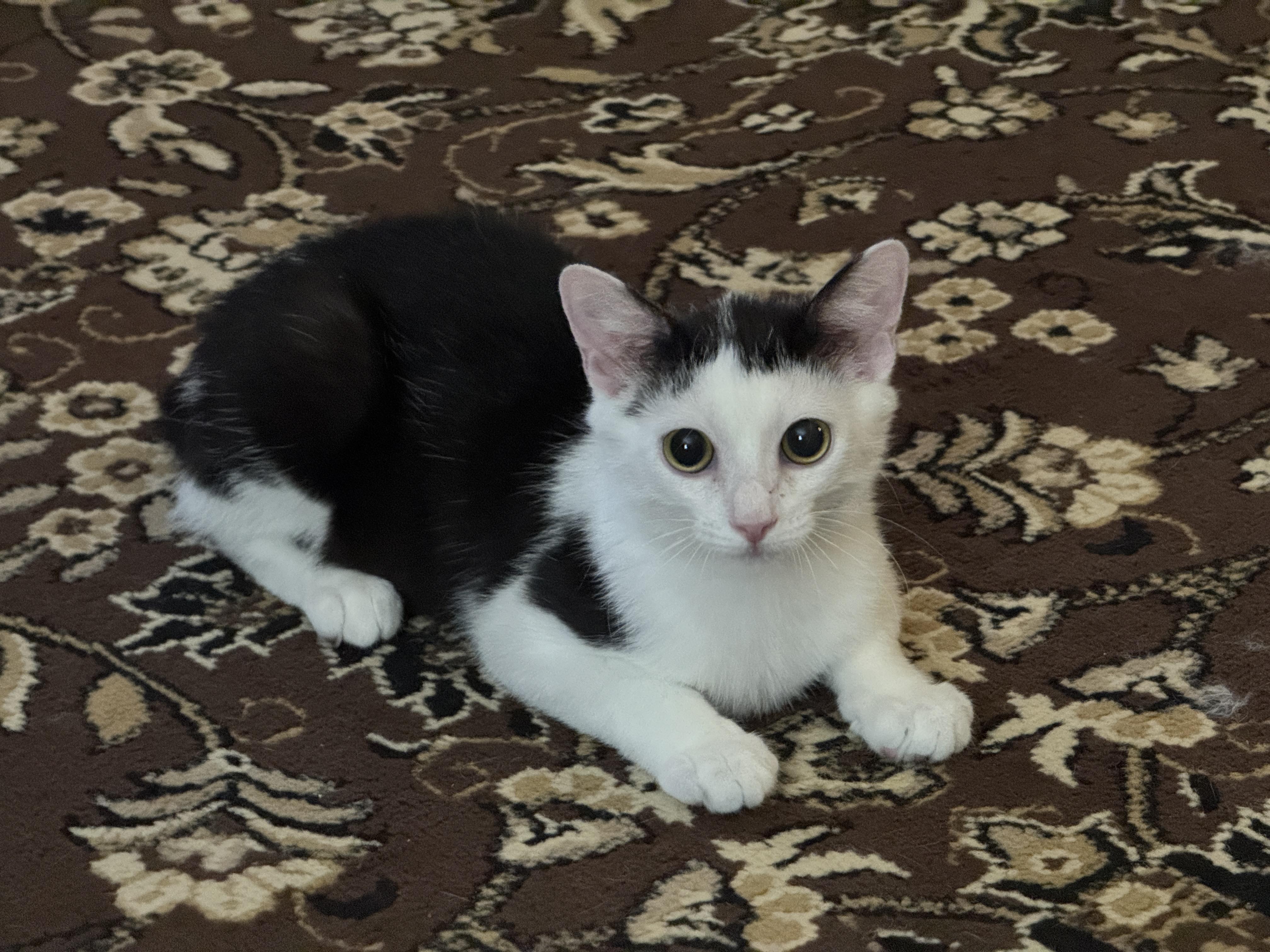 Enlarge Maverick, a Adoptable Domestic Short Hair in Elverson, PA image 1/1