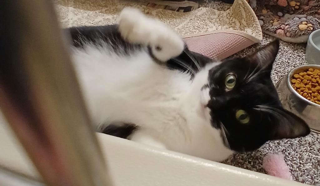 Oreo, Adopted, Young Female Domestic Short Hair.