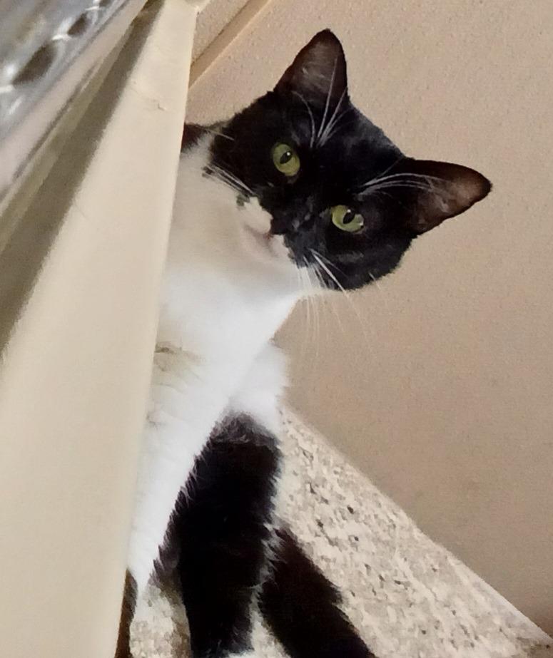 Oreo, a Adopted mixed breed in Utica, MI image 2/3