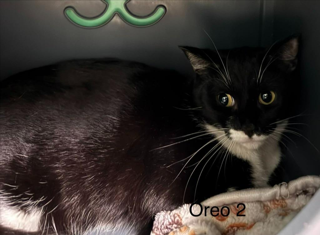 Oreo, a Adopted mixed breed in Utica, MI image 3/3