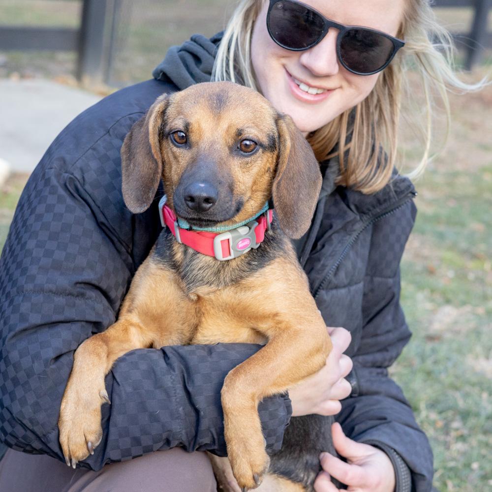 Enlarge Nina (Female)  , a Adoptable mixed breed in West Grove, PA image 1/6