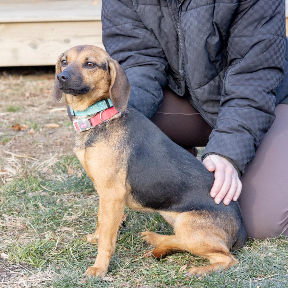 Enlarge Nina (Female)  , a Adoptable mixed breed in West Grove, PA image 2/6