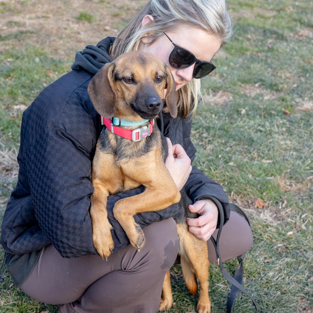 Enlarge Nina (Female)  , a Adoptable mixed breed in West Grove, PA image 3/6