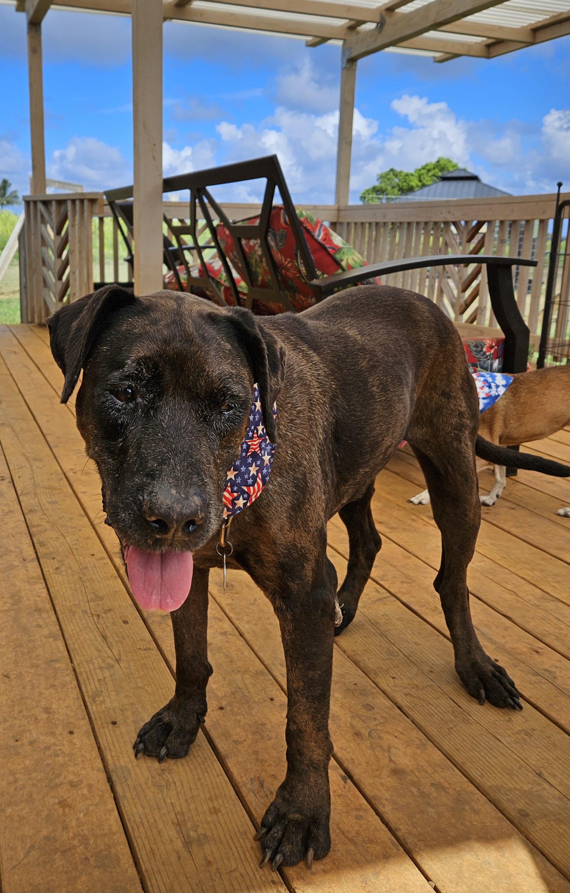 Ha'ena, an adoptable Catahoula Leopard Dog & Pit Bull Terrier Mix in Kapaa, HI_image-1