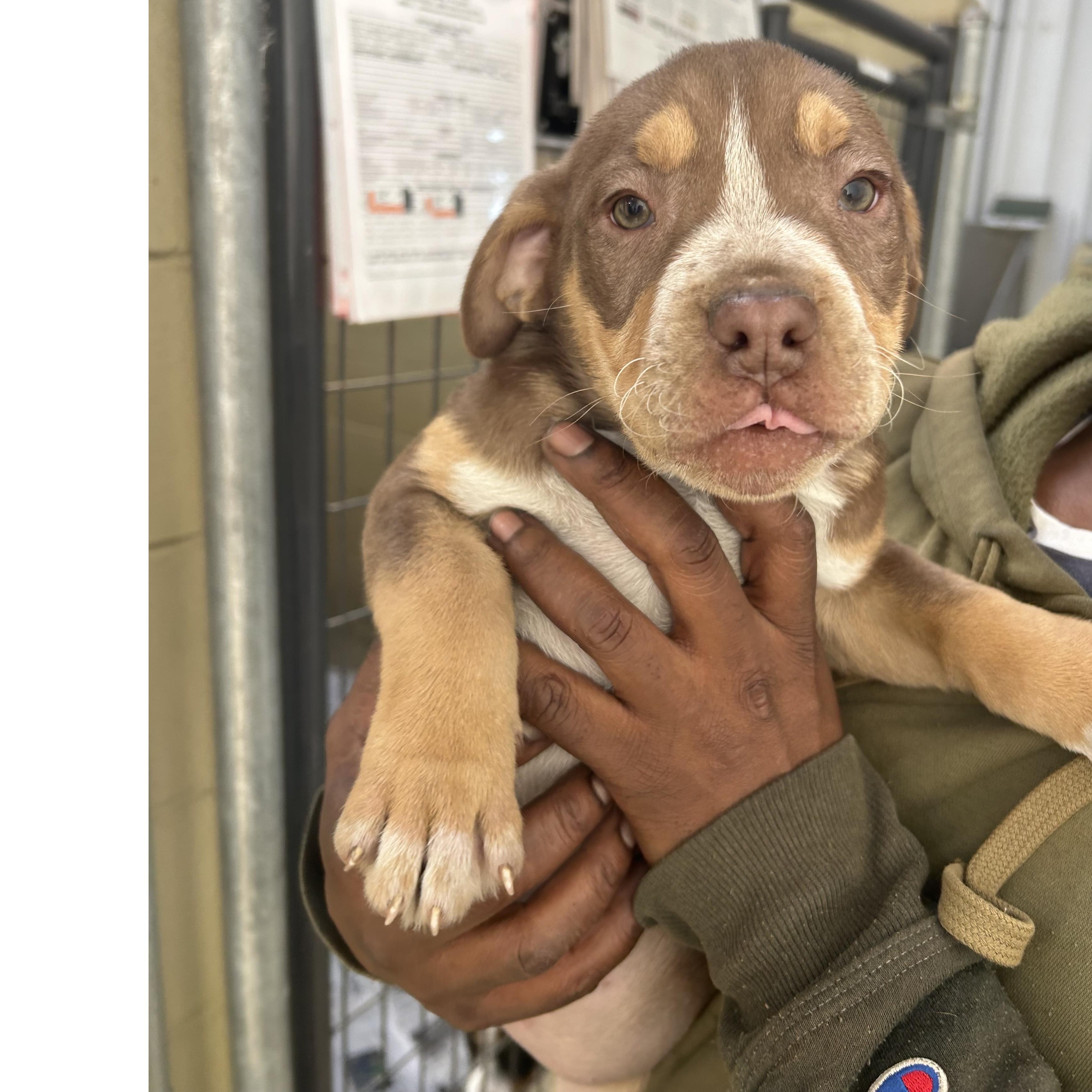 Enlarge Harmonee, an adopted mixed breed in Clarksville, VA image 1/2