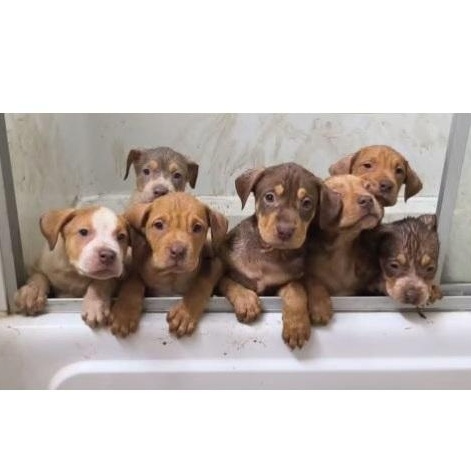 Enlarge Harmonee, an adopted mixed breed in Clarksville, VA image 2/2