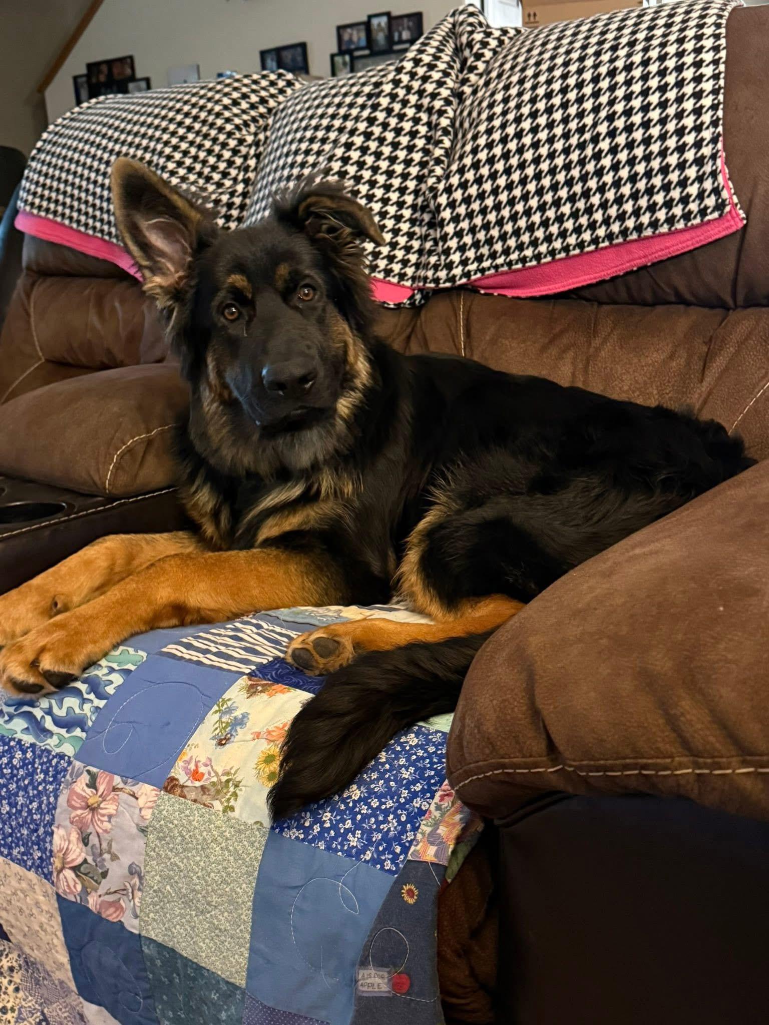 Chase, an adopted German Shepherd Dog in Knoxville, TN image 3/5