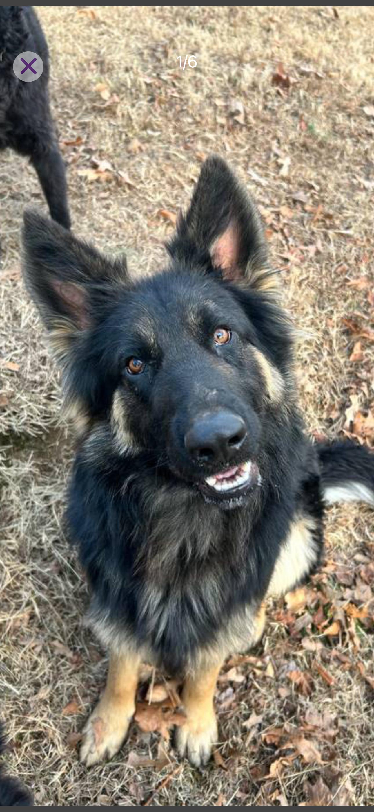 Chase, adopted, Young Male German Shepherd Dog.