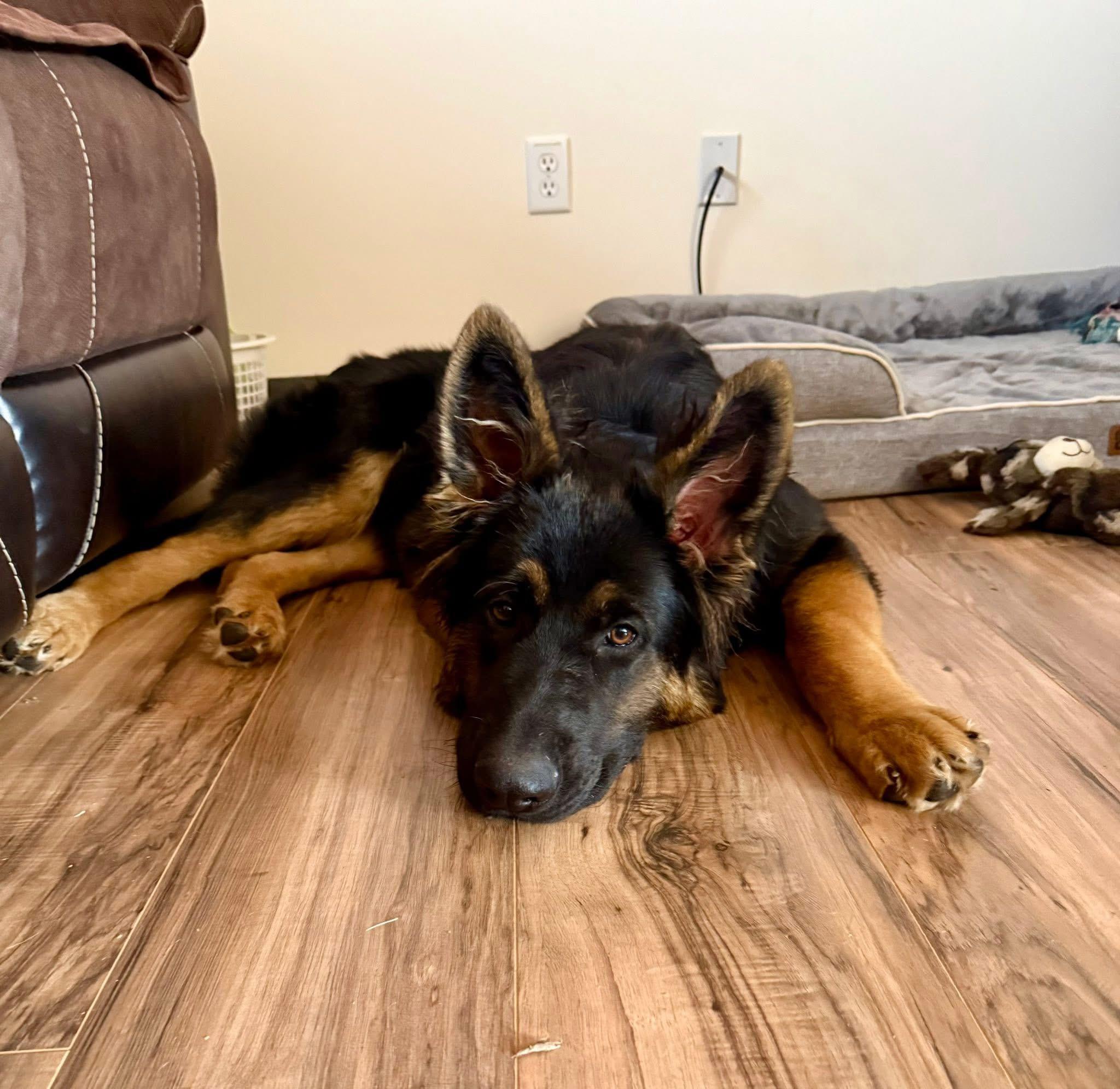 Chase, an adopted German Shepherd Dog in Knoxville, TN image 5/5