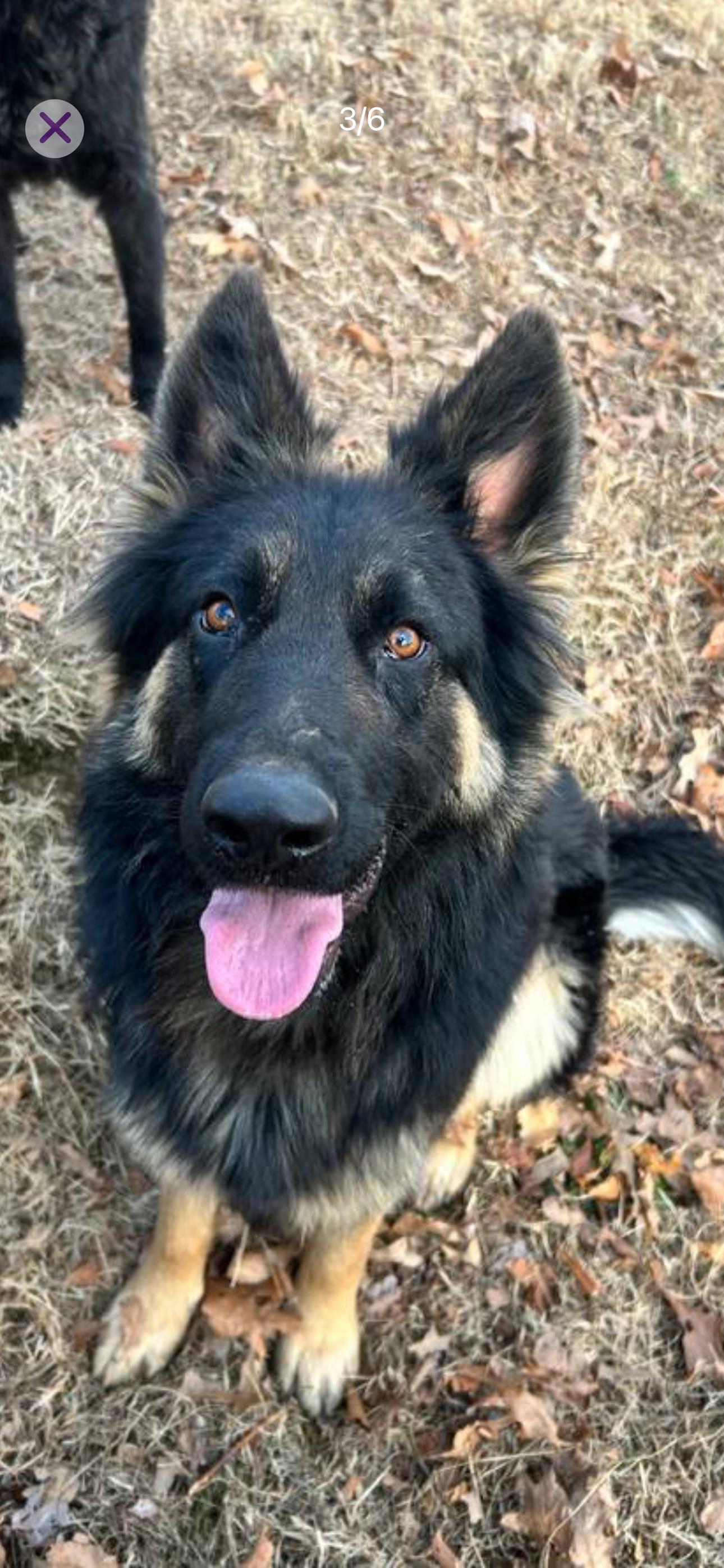 Chase, an adopted German Shepherd Dog in Knoxville, TN image 4/5
