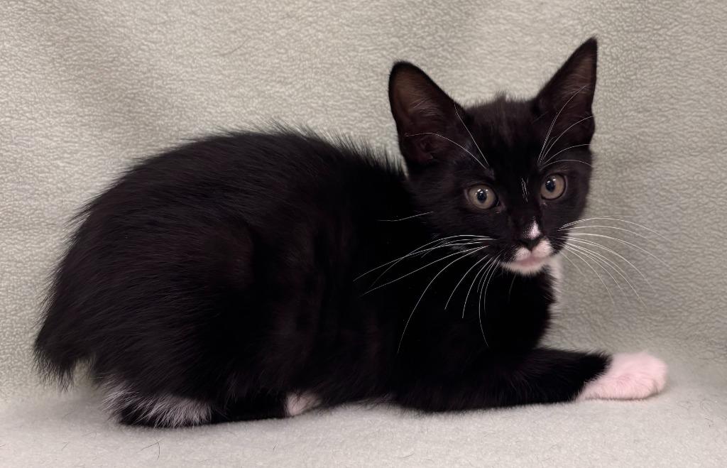 Enlarge Faye, a Adoptable mixed breed in Madison, GA image 1/1