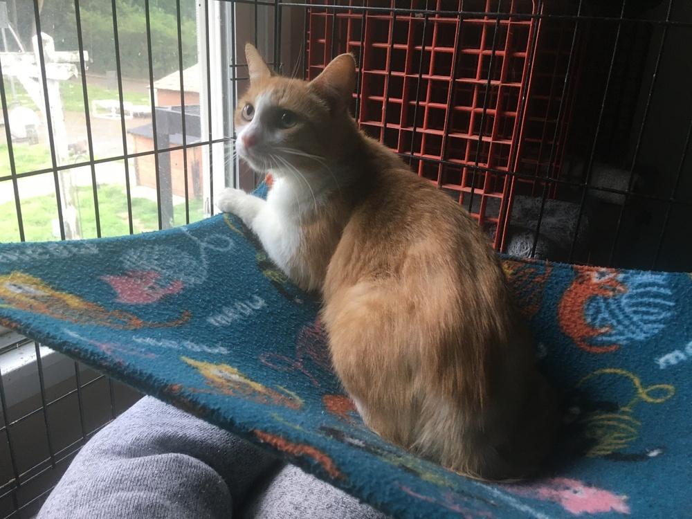 Enlarge Raina ACC, a Adoptable Domestic Short Hair in Central Islip, NY image 1/2