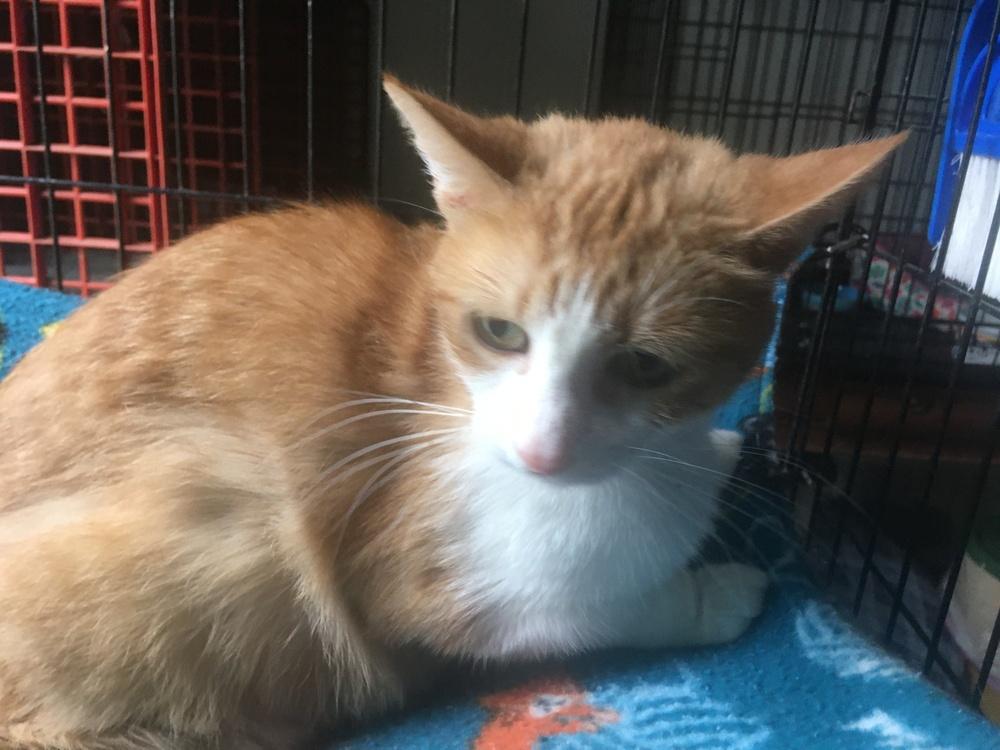 Enlarge Raina ACC, a Adoptable Domestic Short Hair in Central Islip, NY image 2/2