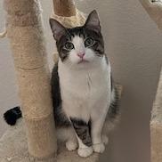 Enlarge Halloumi, a Adoptable Domestic Short Hair in Las Vegas, NV image 1/2