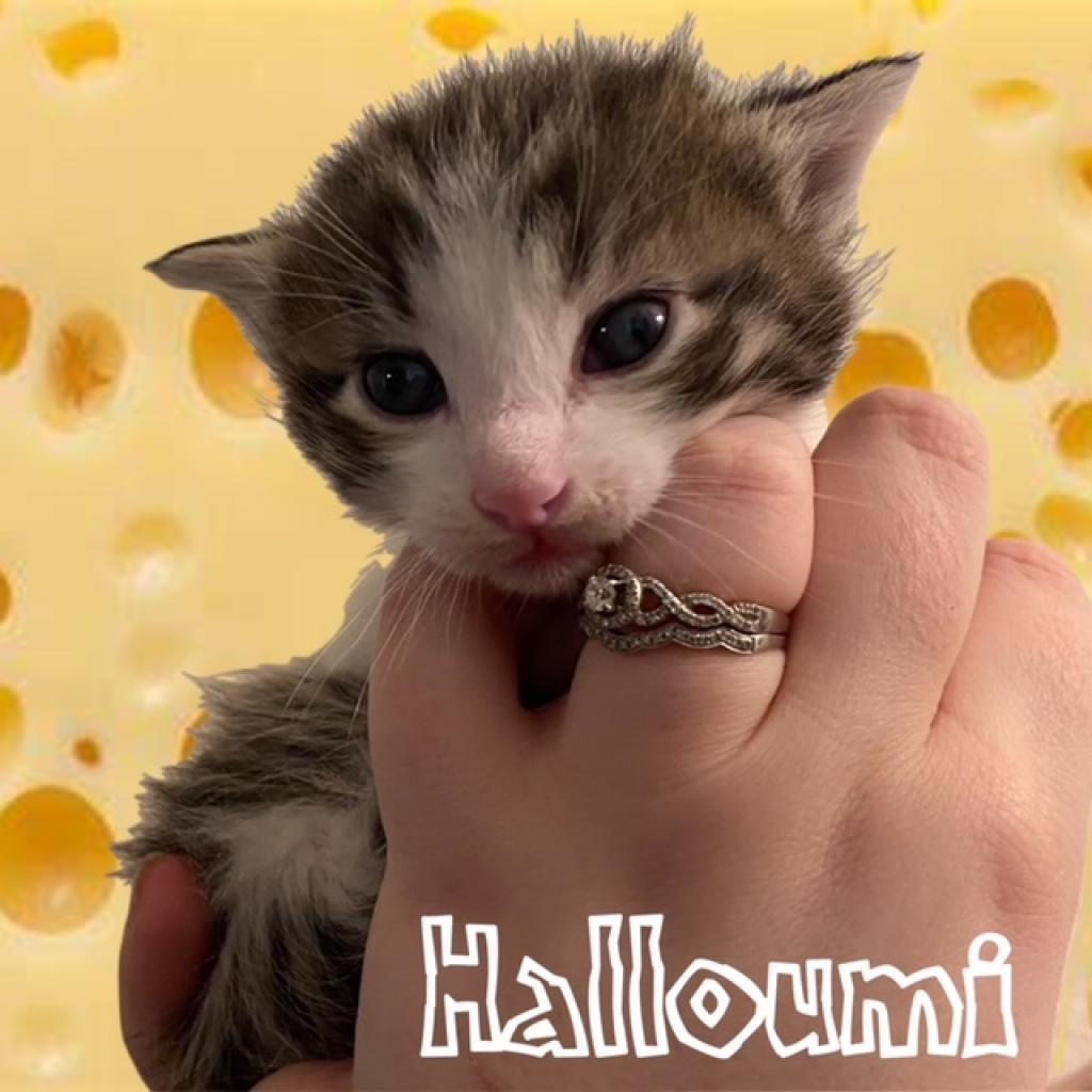 Enlarge Halloumi, a Adoptable Domestic Short Hair in Las Vegas, NV image 2/2