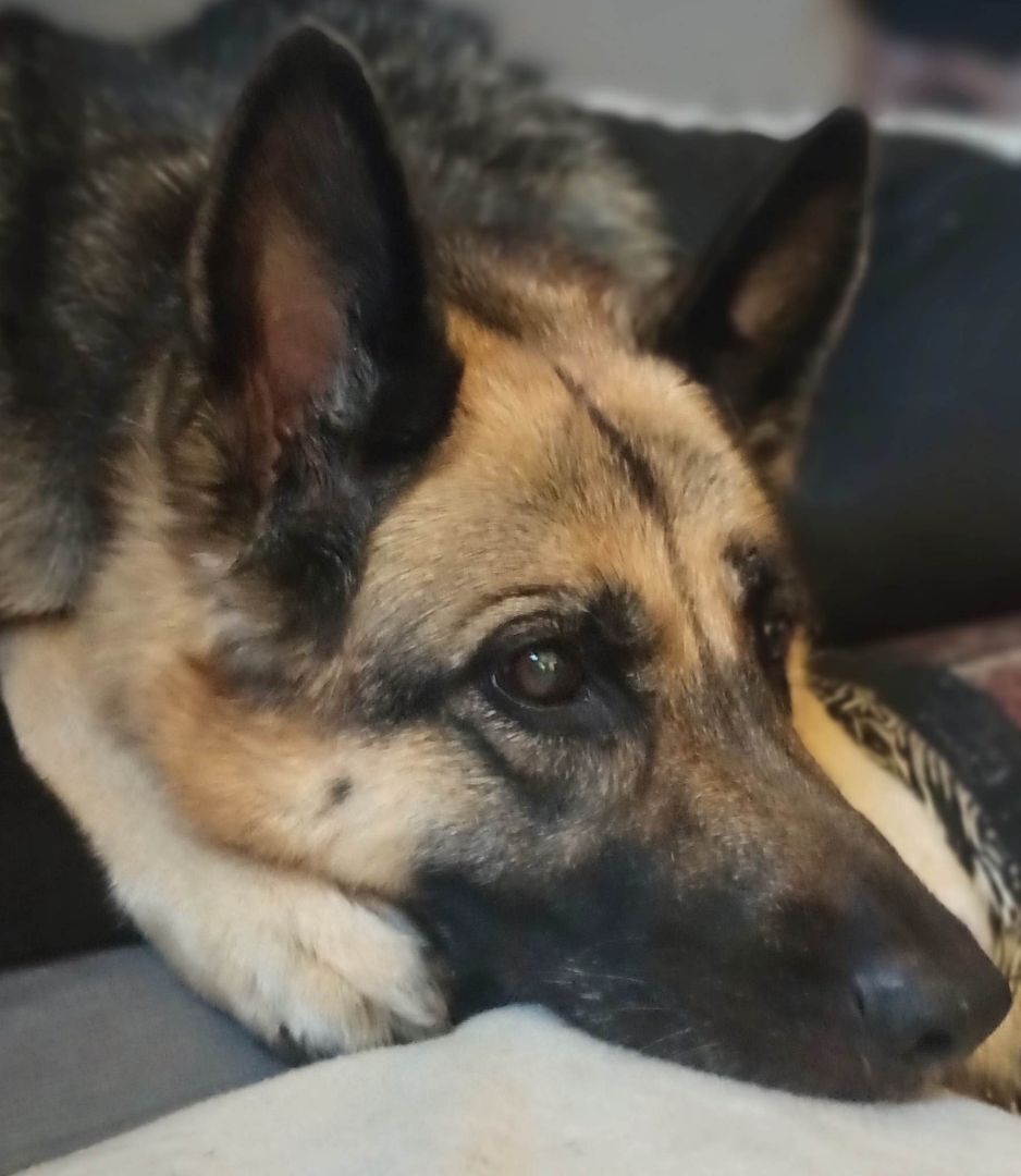 Rika, Adopted, Senior Female German Shepherd Dog.