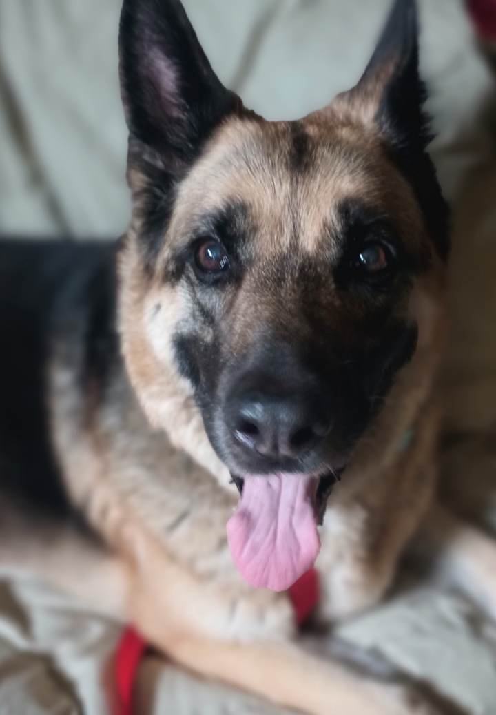 Rika, a Adopted German Shepherd Dog image 2/8