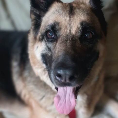 Rika, a Adopted German Shepherd Dog image 3/8