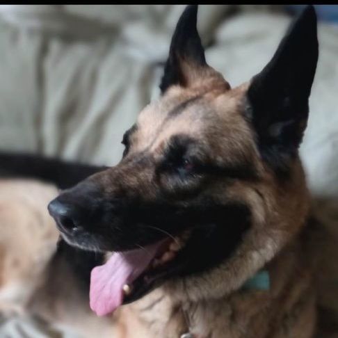 Rika, a Adopted German Shepherd Dog image 4/8