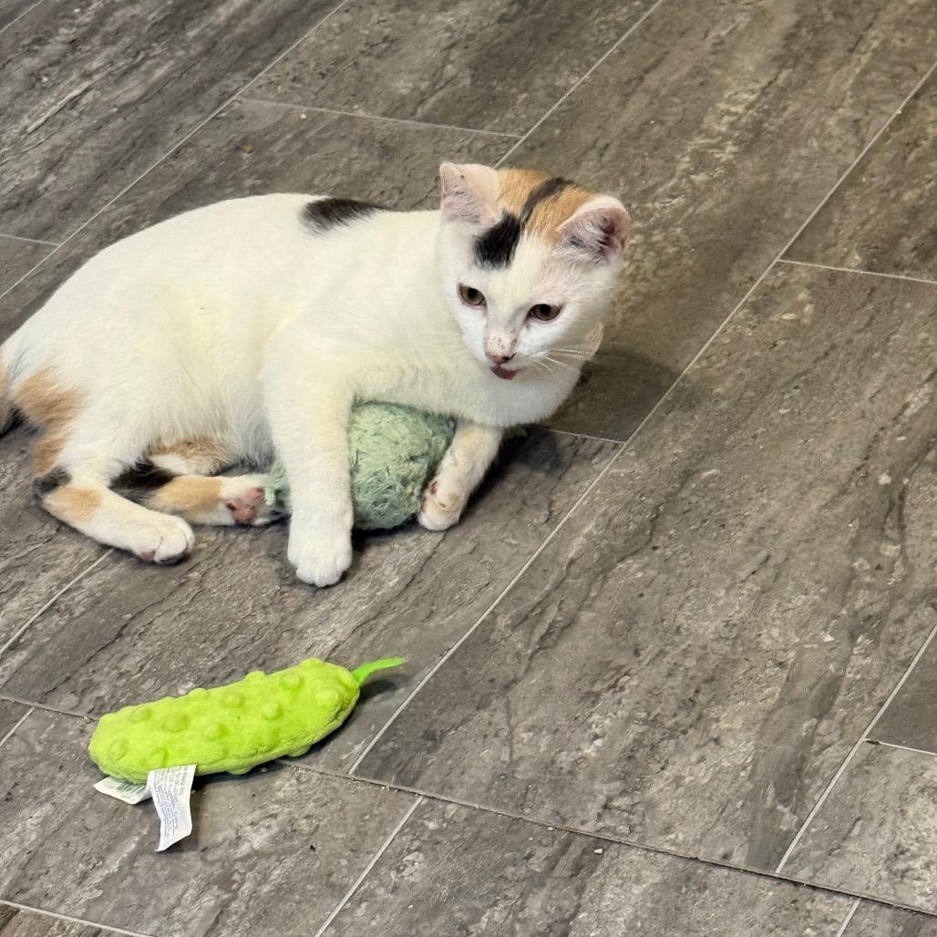 Marshmellow, a Adoptable Domestic Short Hair in Ferndale, WA image 1/4