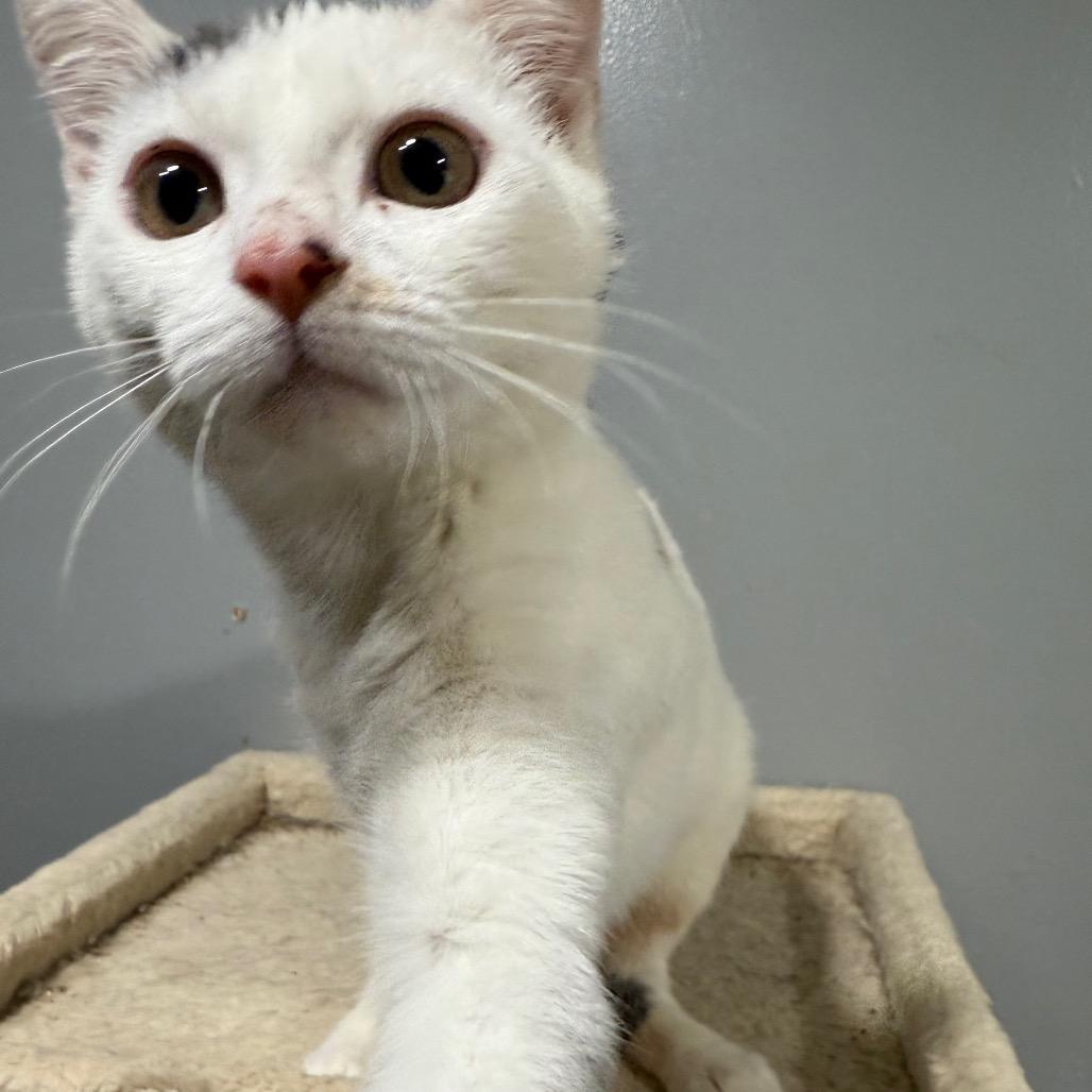 Marshmellow, a Adoptable Domestic Short Hair in Ferndale, WA image 2/4