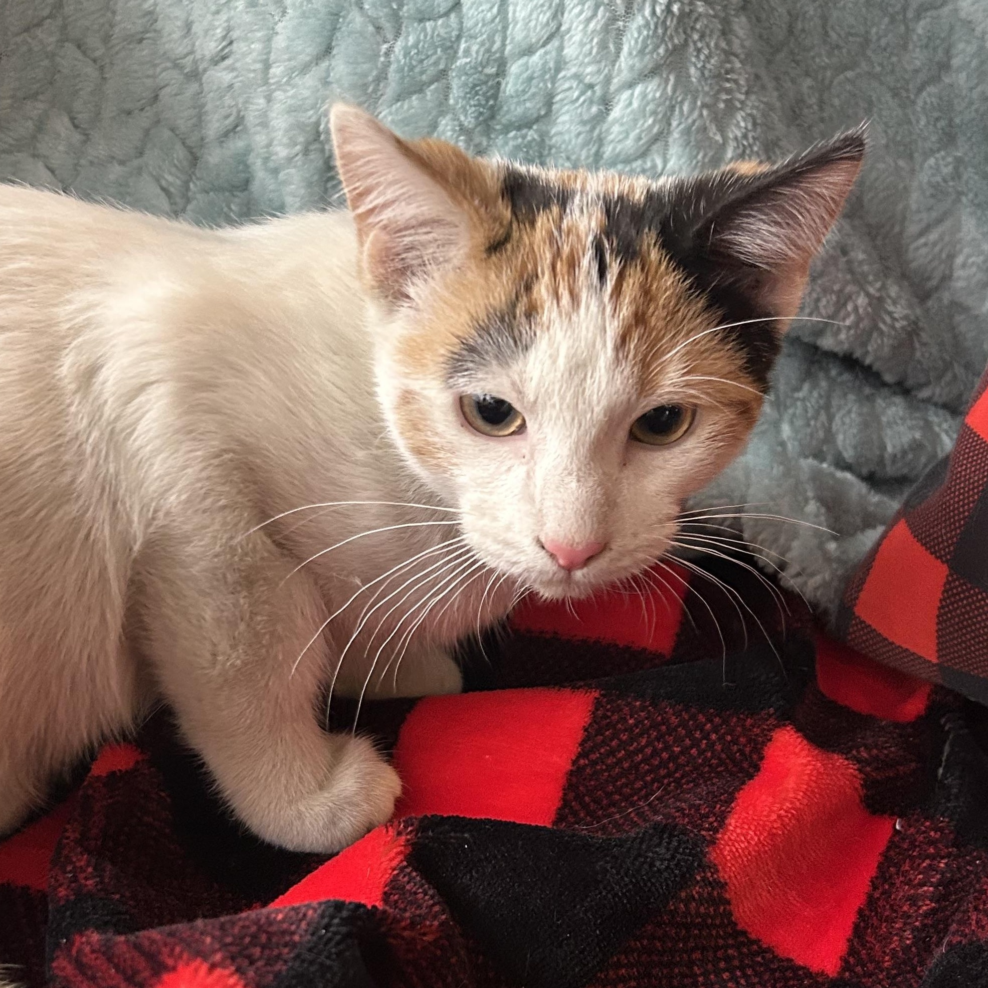 Enlarge Annika, an adopted mixed breed in Madison Heights, MI image 3/3