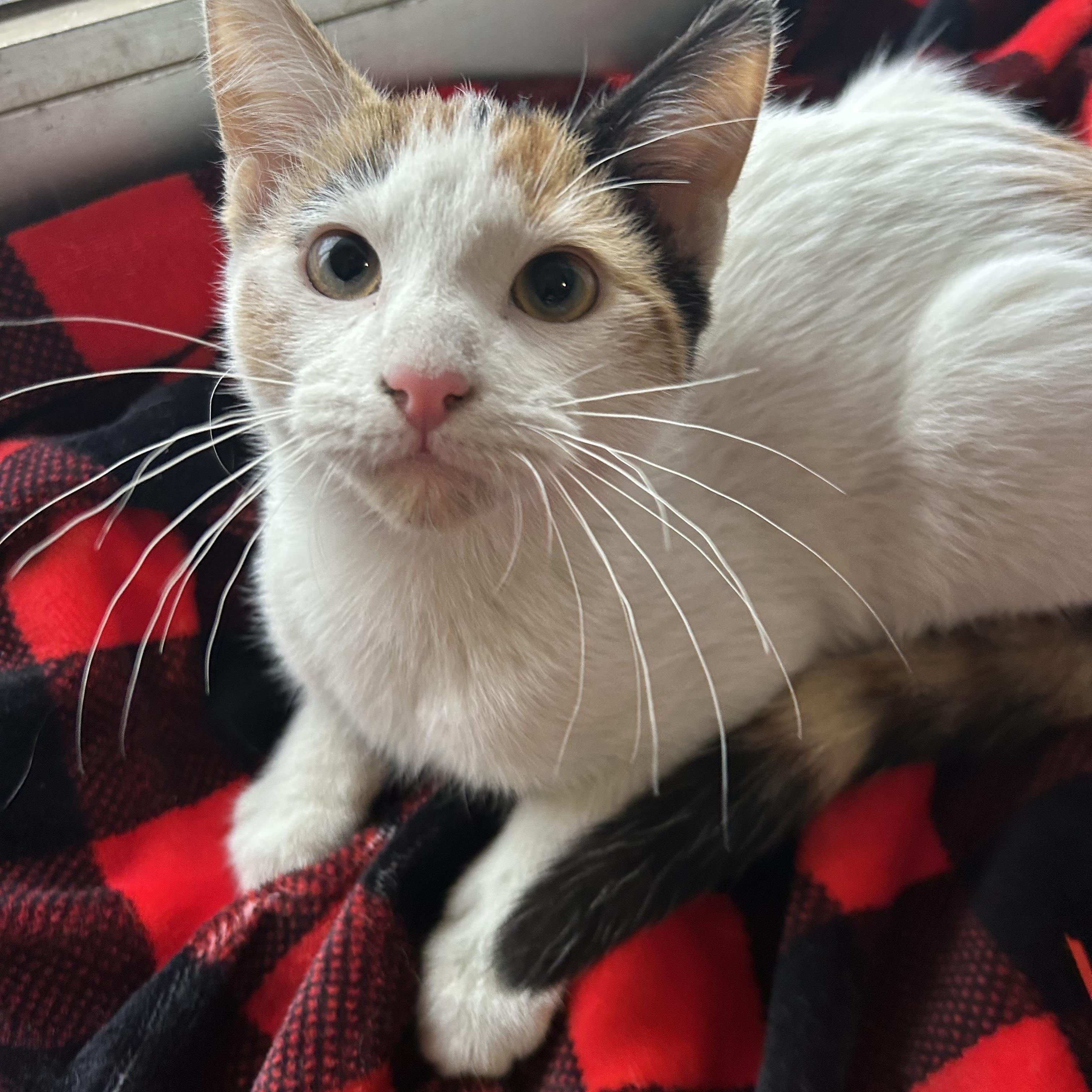 Annika, adopted, Kitten Female Domestic Short Hair & Calico.