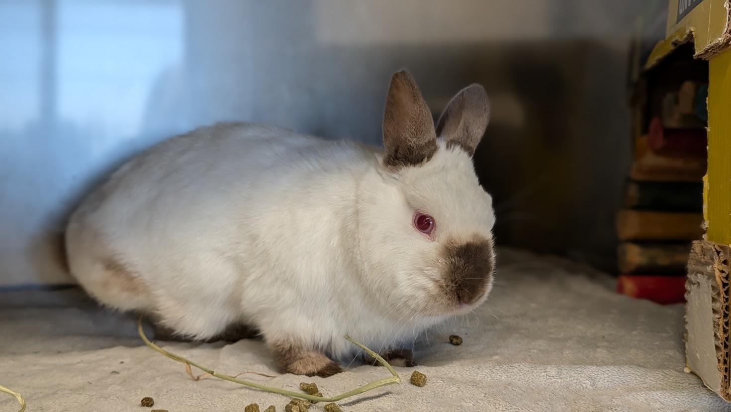 Ernie, Adoptable, Adult Male Himalayan.