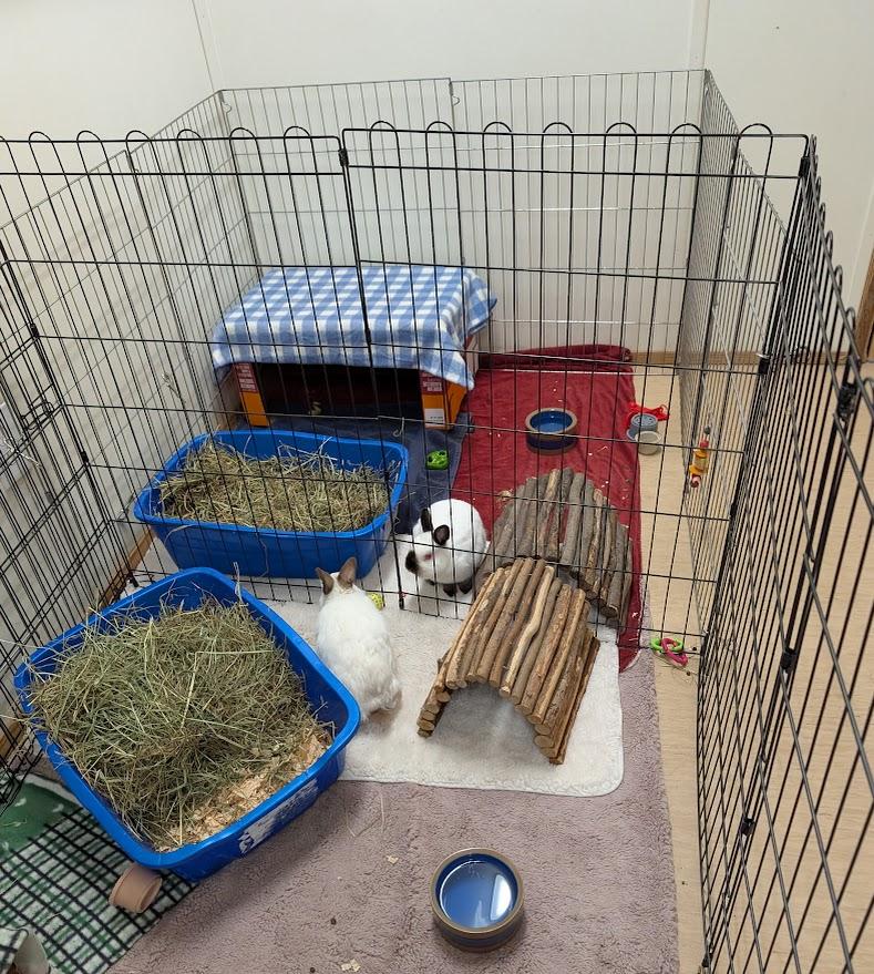 Enlarge Ernie, a Adoptable Himalayan in Coquitlam, BC image 6/6