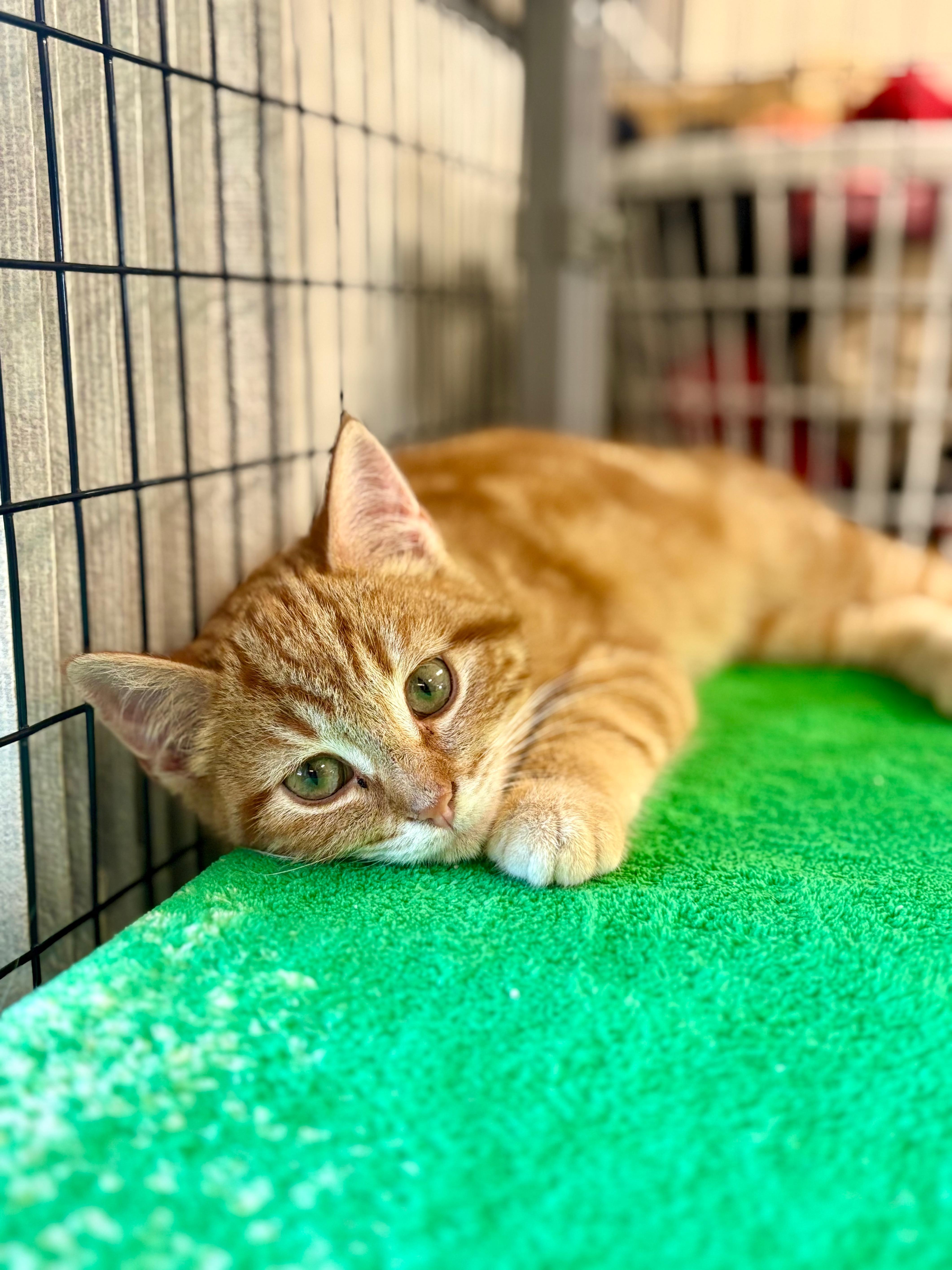 Chatter, Adoptable, Young Female Domestic Short Hair.