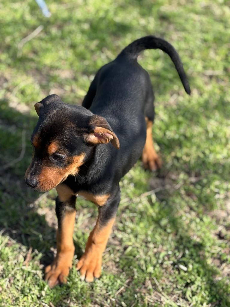 Robin, Adopted, Puppy Female Mixed Breed.
