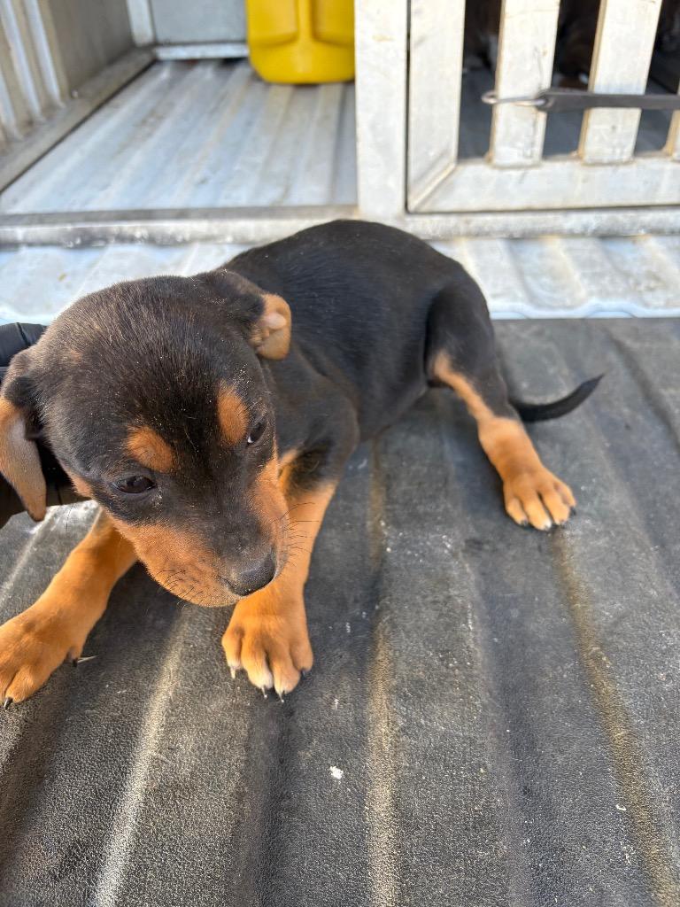 Enlarge Robin, a Adoptable mixed breed in Effingham, SC image 1/1