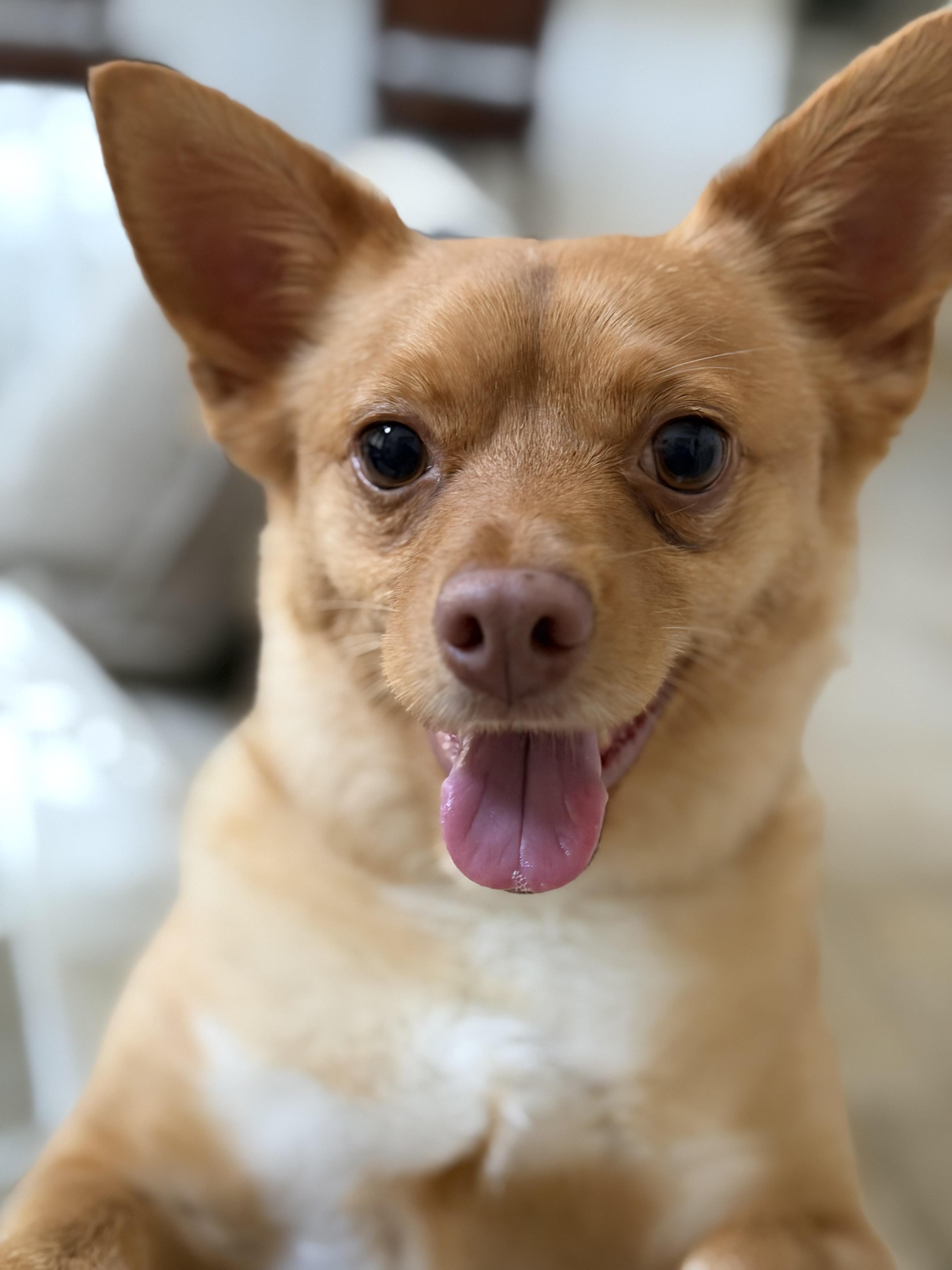Enlarge Oliver, a Adoptable mixed breed in Houston, TX image 3/6