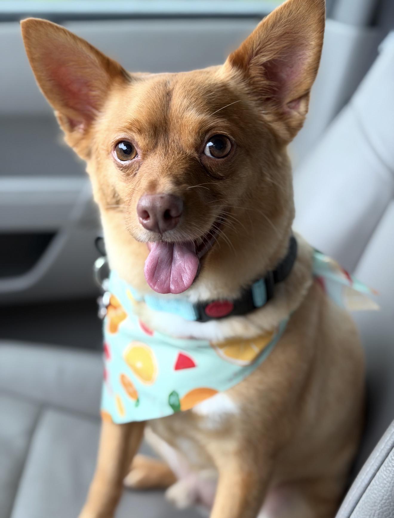 Oliver, Adoptable, Adult Male Chihuahua.