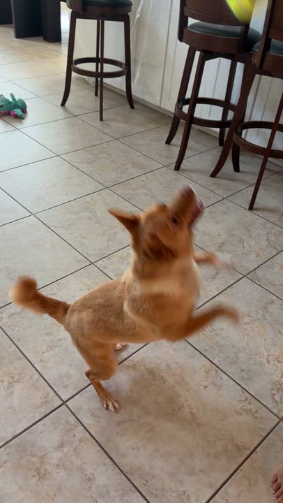 Enlarge Oliver, a Adoptable mixed breed in Houston, TX video 5/6